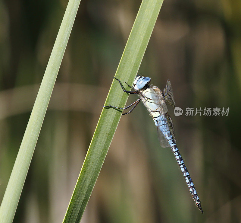 蓝眼霍克蜻蜓，南方迁徙霍克蜻蜓(Aeshna affinis)雄性